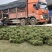 马尼拉草坪，大叶油草皮，绿植，小苗，工程苗木
