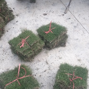 马尼拉草坪，大叶油草皮，绿植，小苗，工程苗木