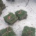 马尼拉草坪，大叶油草皮，绿植，小苗，工程苗木