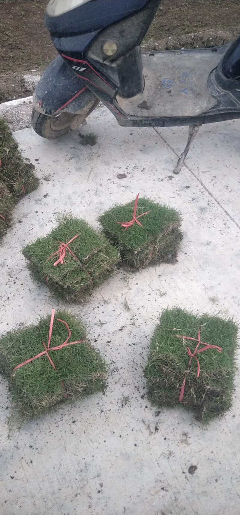马尼拉草坪，大叶油草皮，绿植，小苗，工程苗木