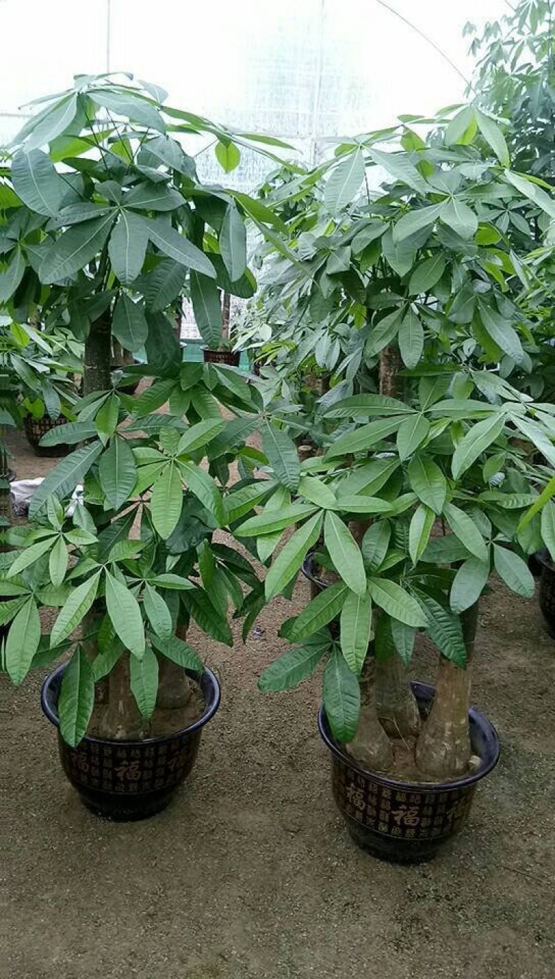 草皮，苗木，地被，绿植，室内设计，室外摆放