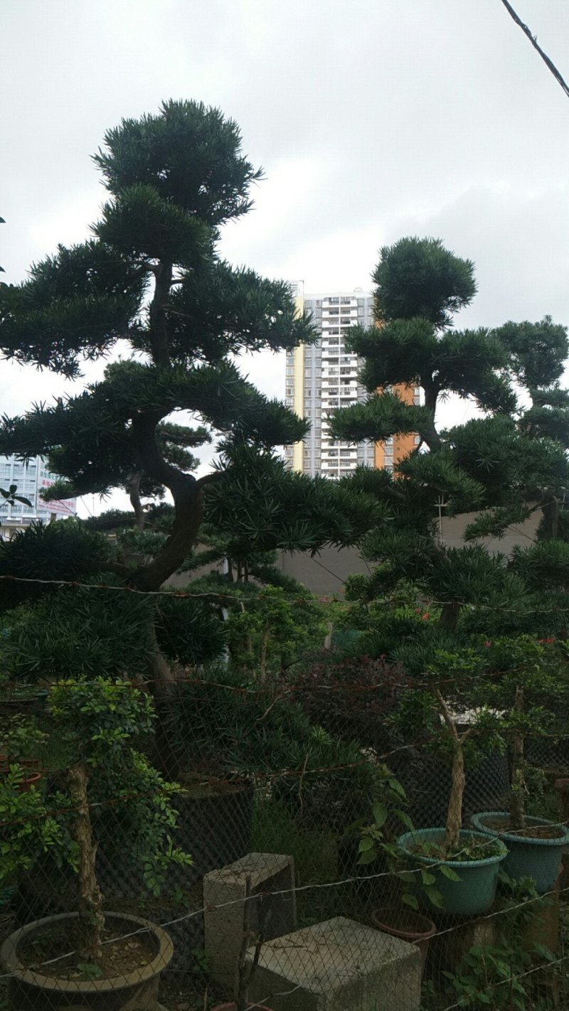 草皮，苗木，地被，绿植，室内设计，室外摆放