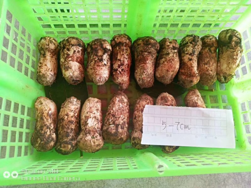 香格里拉松茸