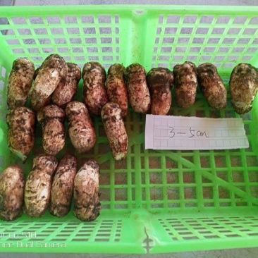 香格里拉松茸