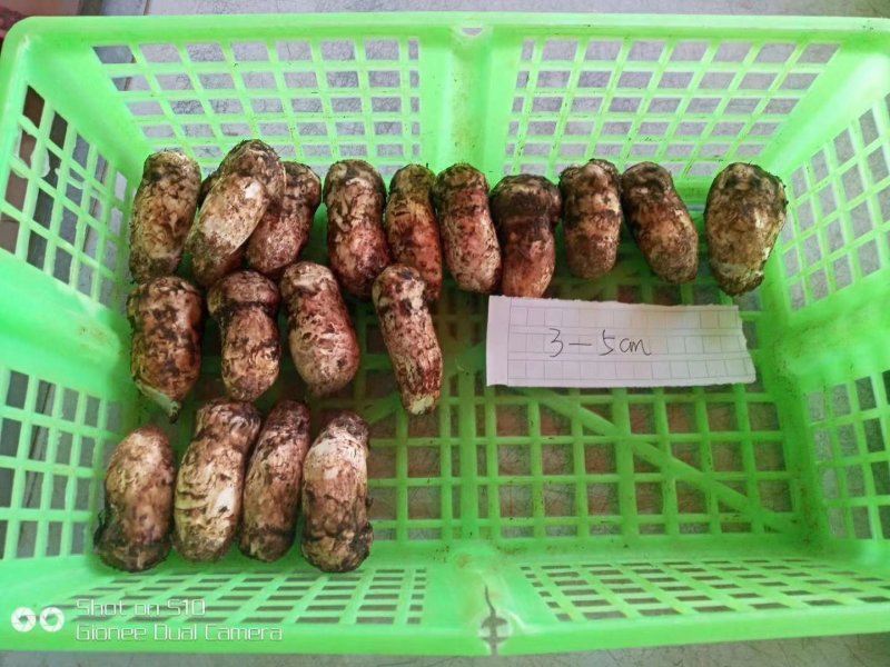 香格里拉松茸