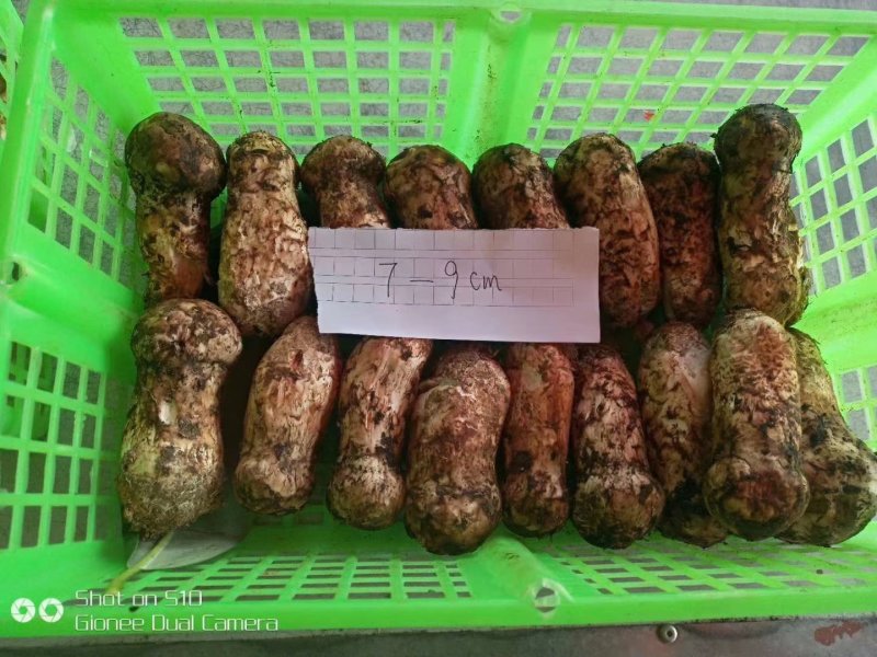 香格里拉松茸
