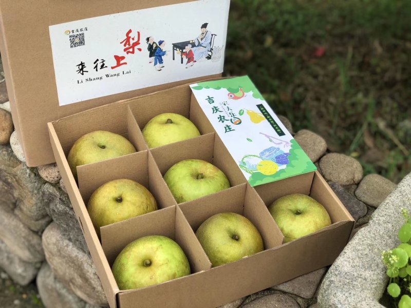 高山蜜梨