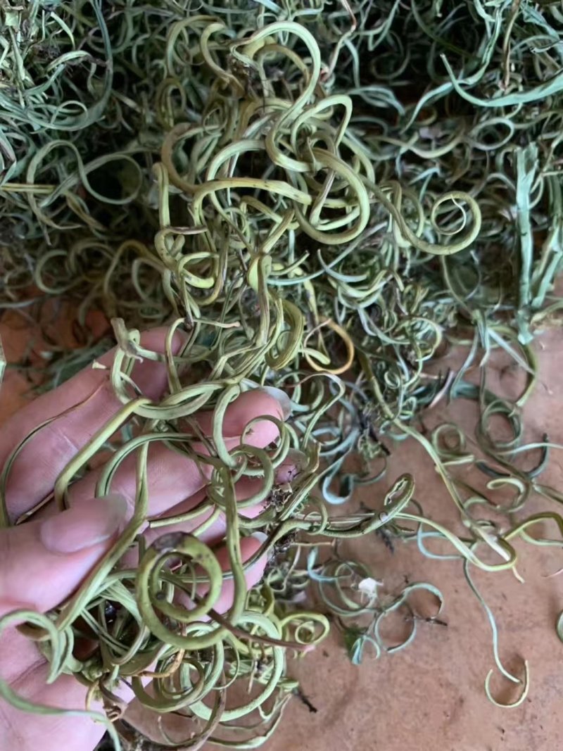 化石草肾精茶长期品控产地大货批发。量大从优货源量稳定