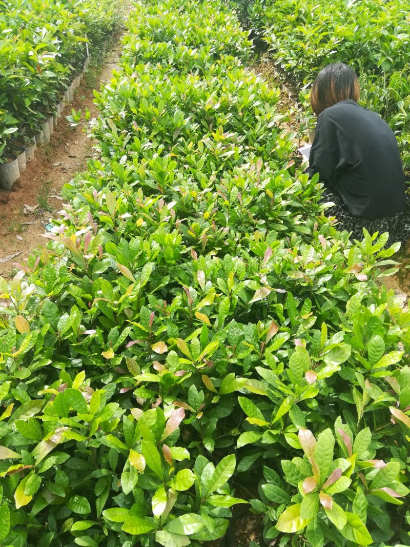 神秘果苗，新品种，带营养杯发货，苗子大小规格都有