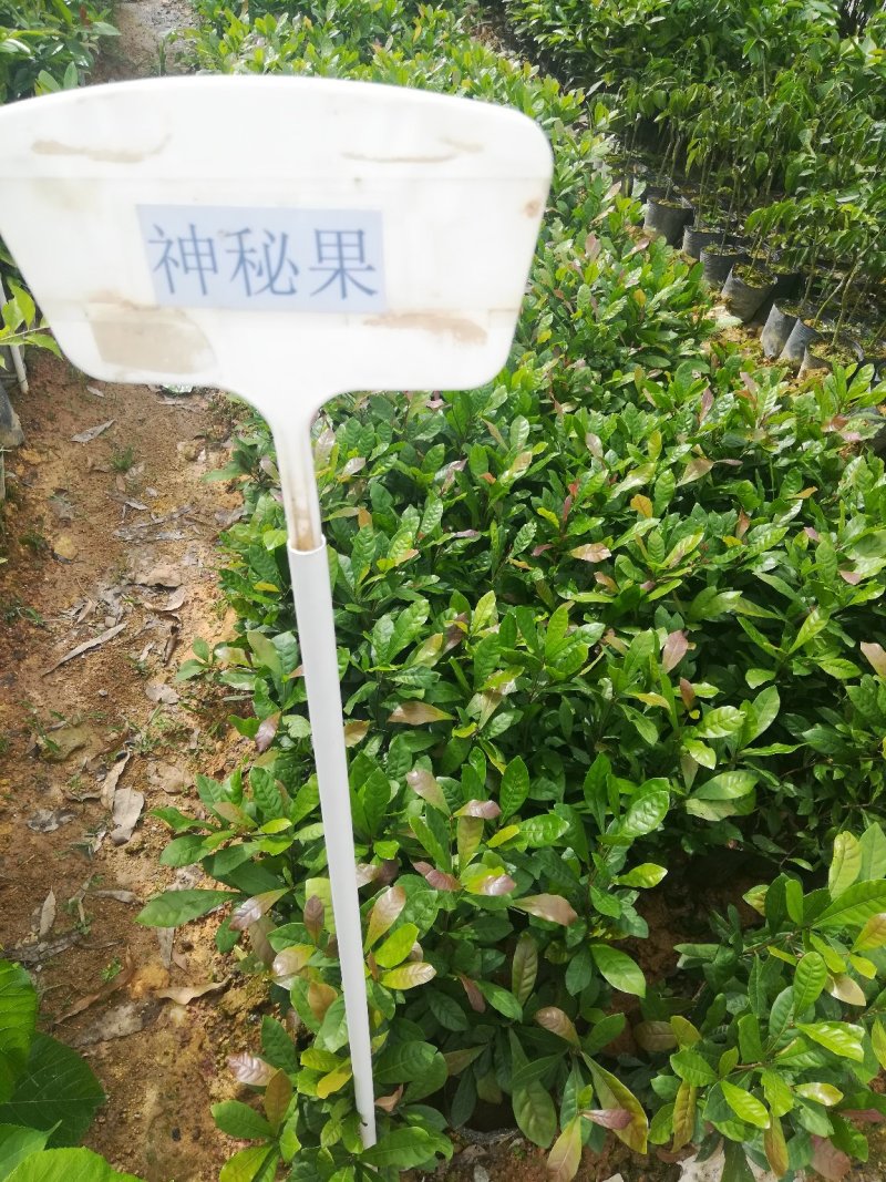 神秘果苗，新品种，带营养杯发货，苗子大小规格都有