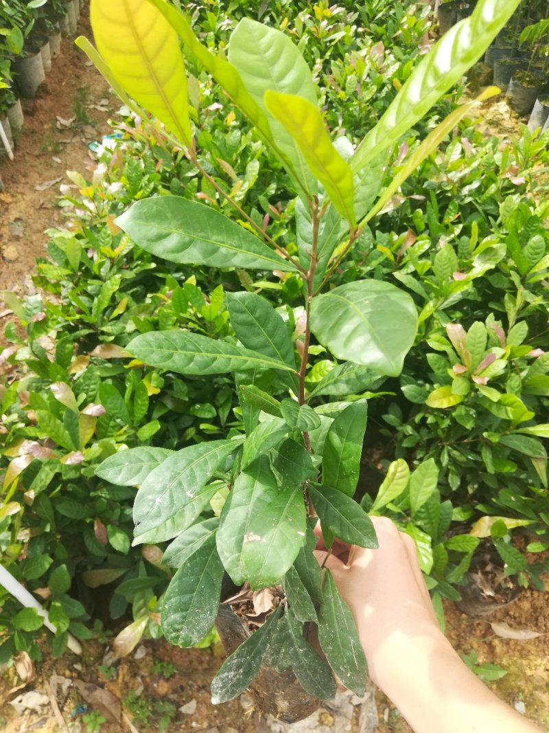 神秘果苗，新品种，带营养杯发货，苗子大小规格都有