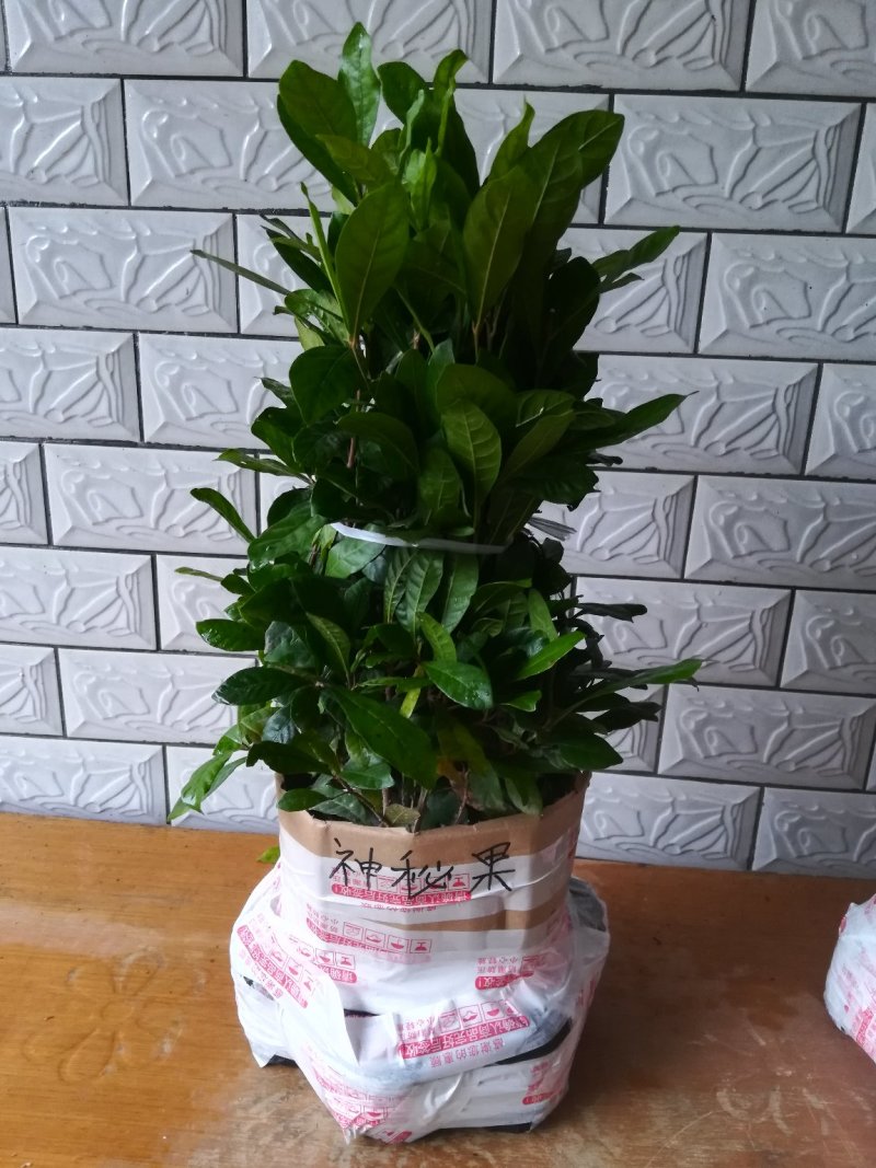 神秘果苗，新品种，带营养杯发货，苗子大小规格都有