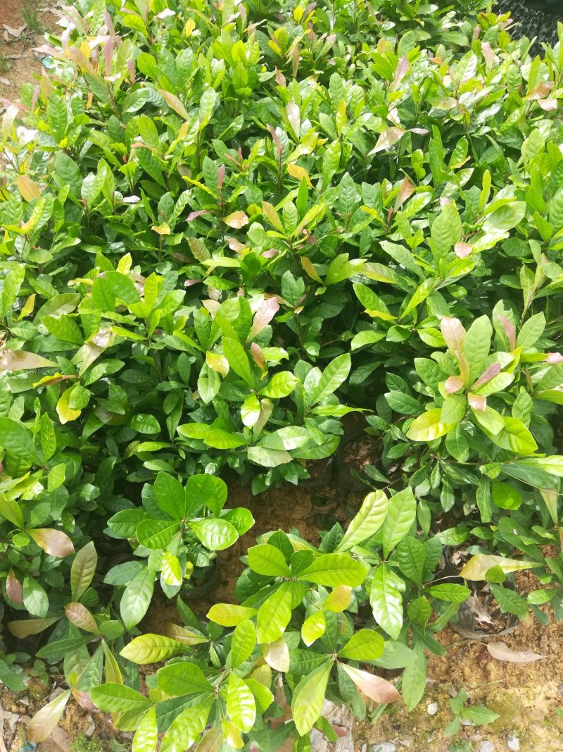 神秘果苗，新品种，带营养杯发货，苗子大小规格都有