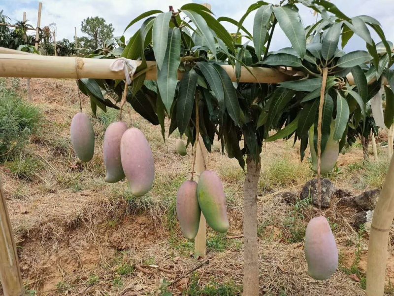 凯特芒果芒果，红像牙芒果，苹果芒