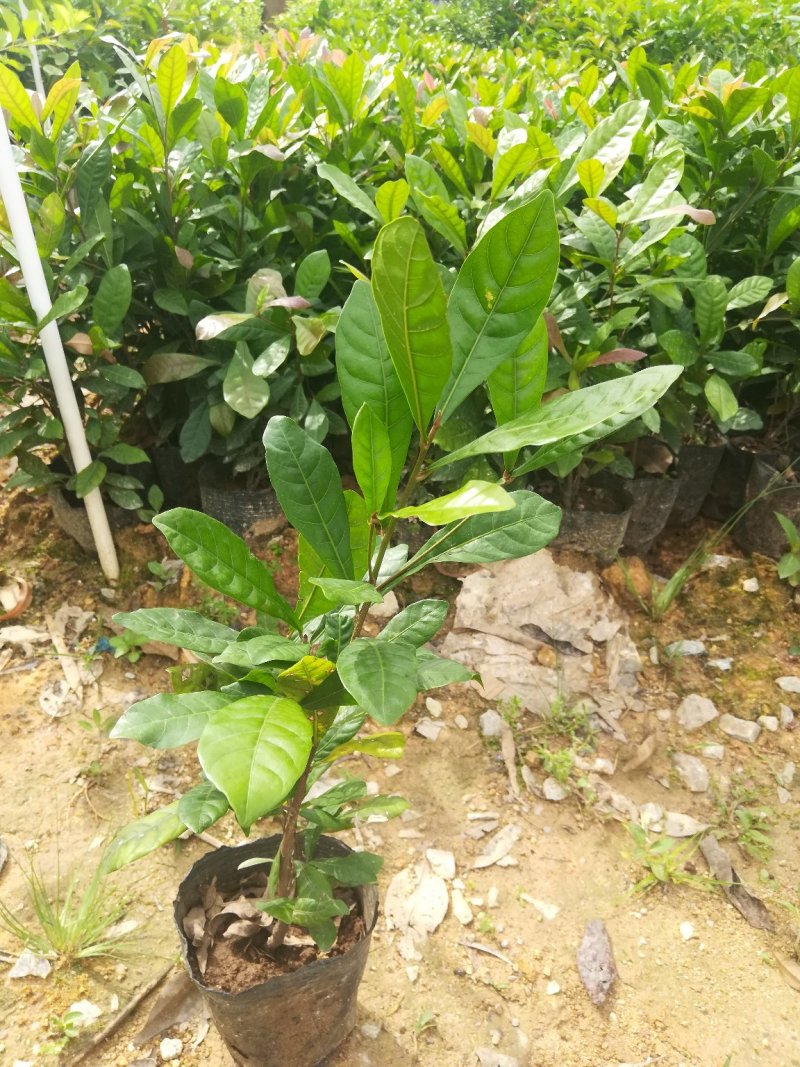 神秘果苗，新品种，带营养杯发货，苗子大小规格都有