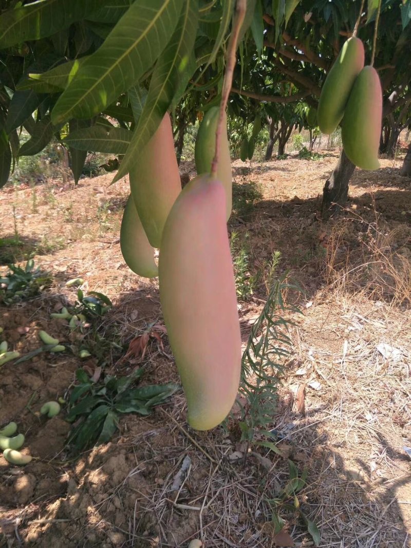 凯特芒果，吉露芒果。红像牙芒果