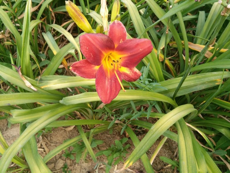 萱草