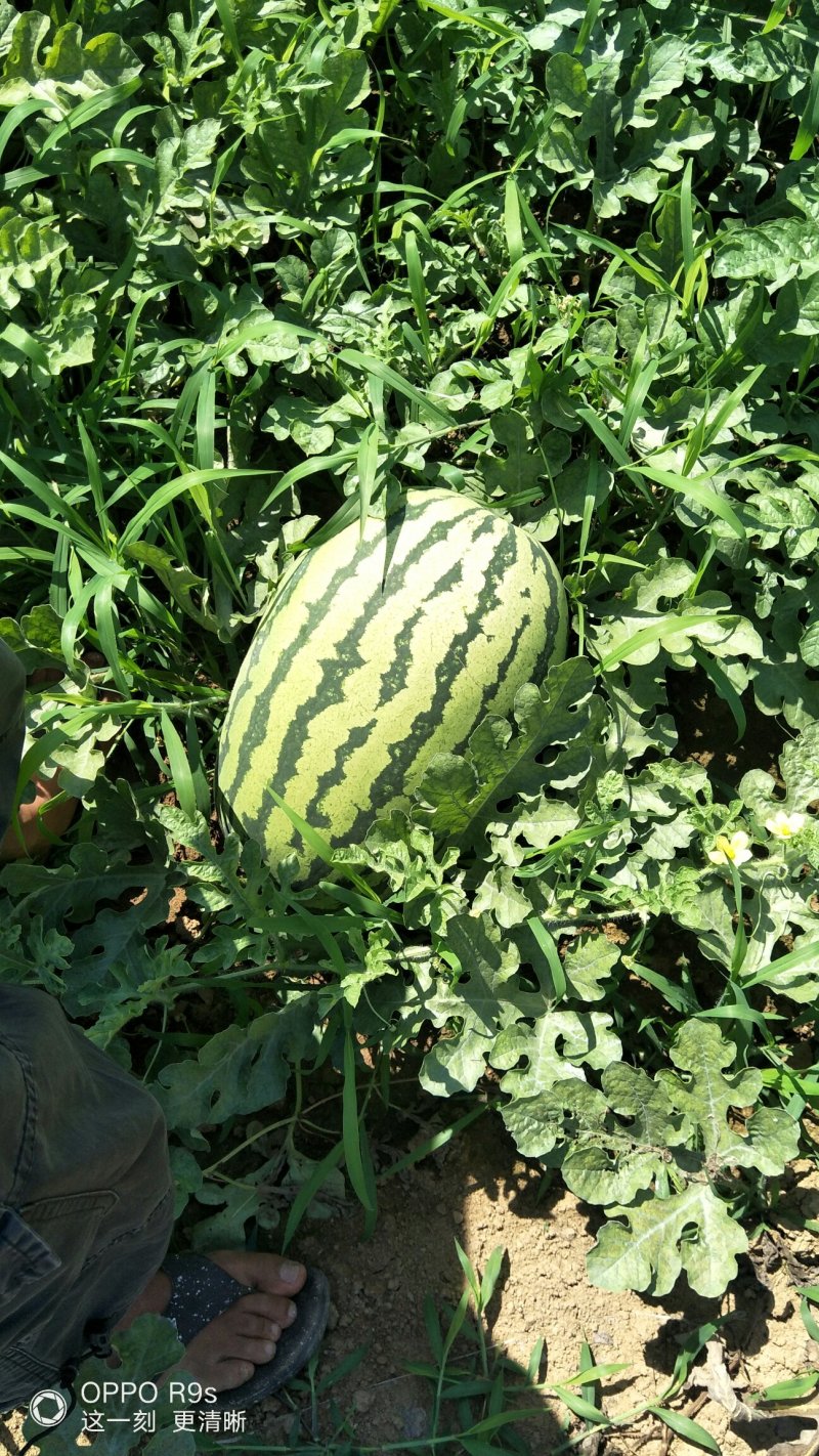 科农九号西瓜八斤打底长花瓜！自生苗量大从优！