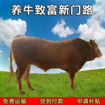 种牛肉牛种牛西门塔尔种牛包技术包回收包送货