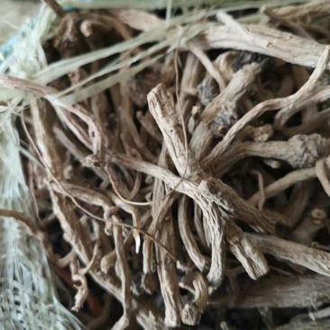 振兴药材批发供应板蓝根个规格齐全产地直供一手货源全国发货