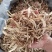 振兴药材批发供应无硫当归节产地直供一手货源全国发货