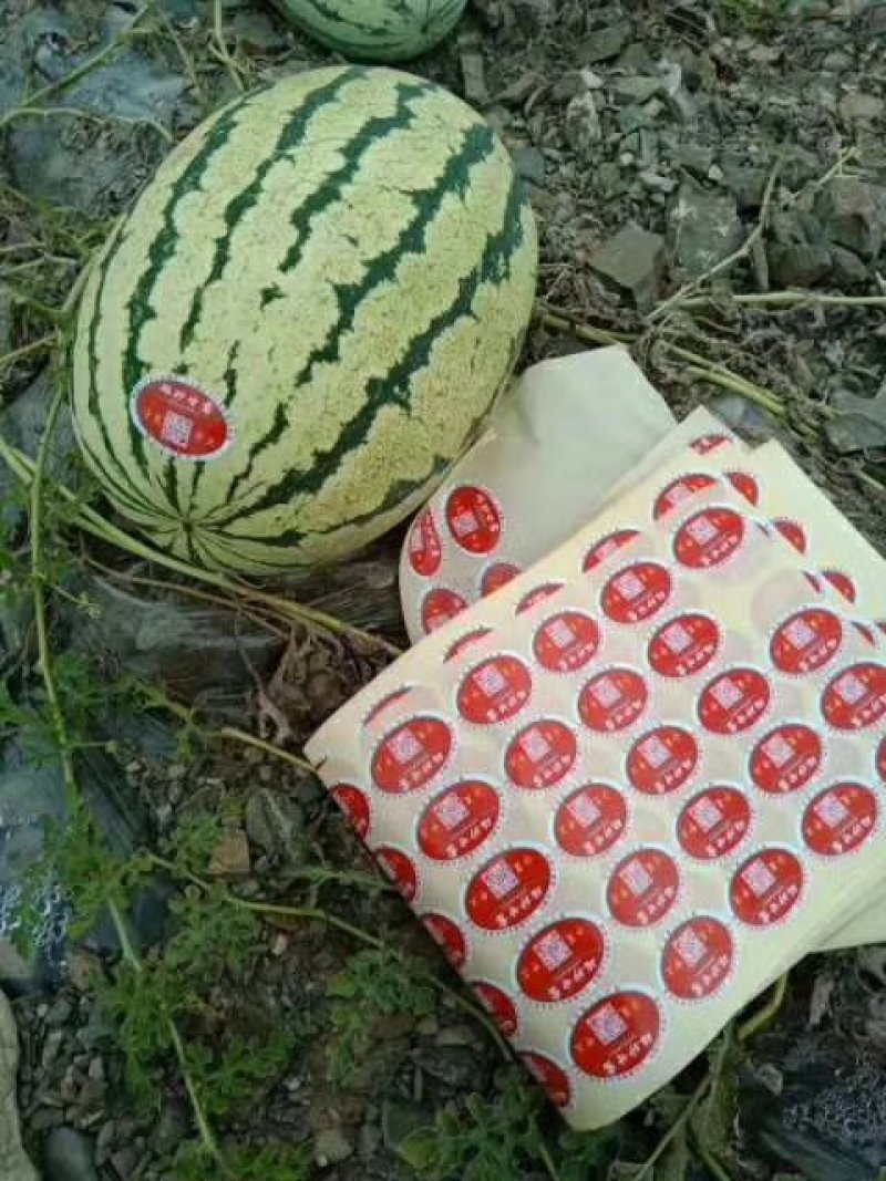 靖远硒沙地西瓜金花1号，每均18，个头大，8到9成熟