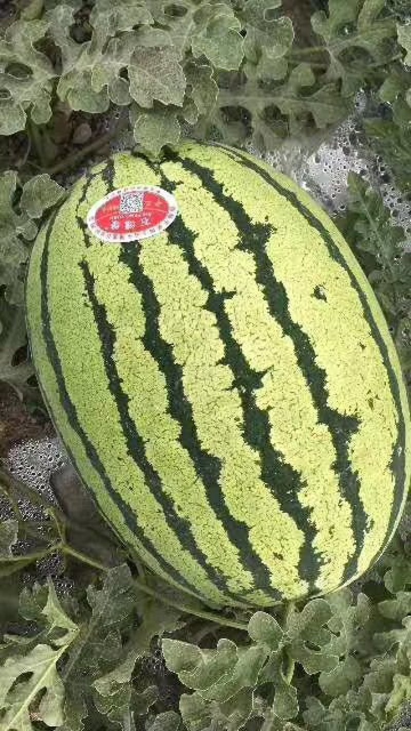 靖远硒沙地西瓜金花1号，每均18，个头大，8到9成熟