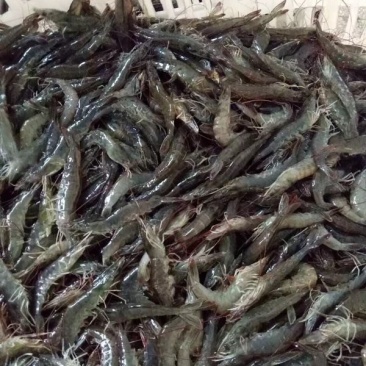 冰鲜南美白对虾