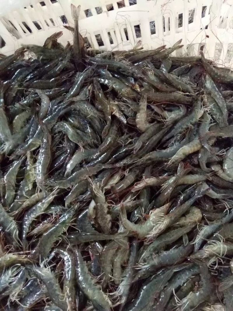 冰鲜南美白对虾
