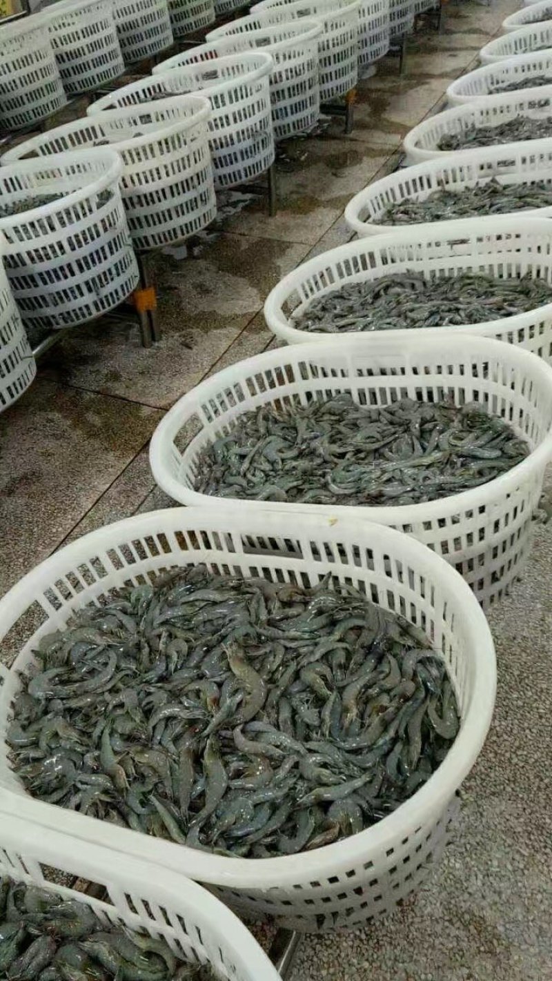 冰鲜南美白对虾