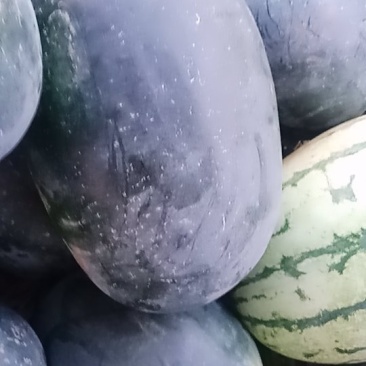 黑皮，花皮西瓜价格面议