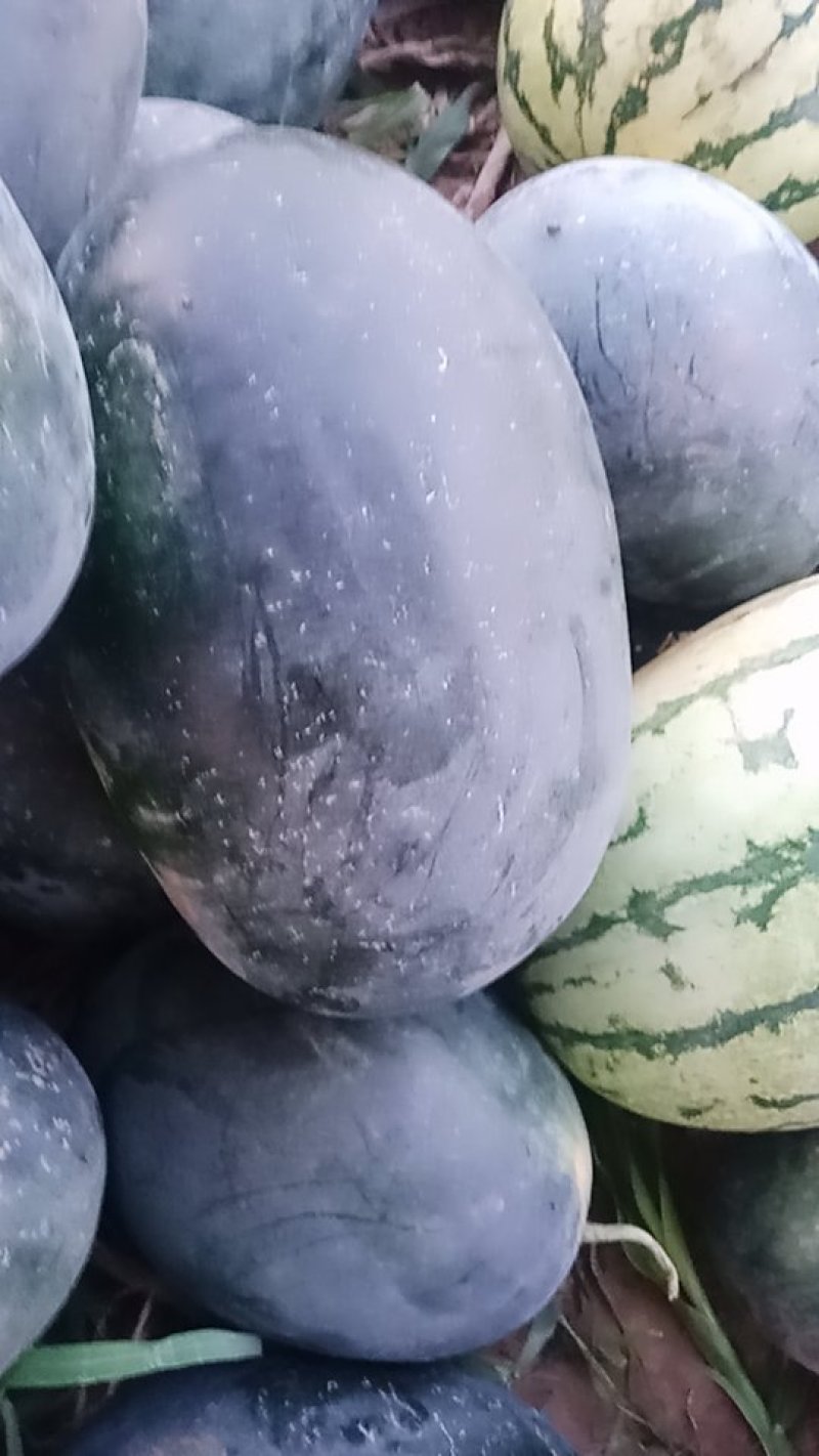 黑皮，花皮西瓜价格面议