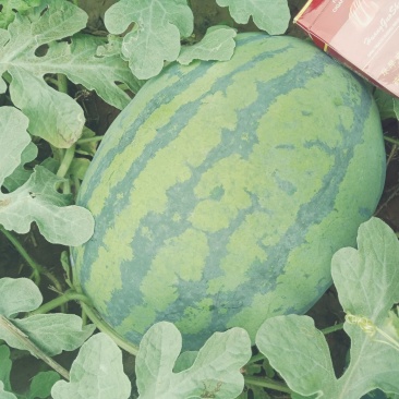 大田头茬8424.百臣西瓜，甜王