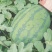 大田头茬8424.百臣西瓜，甜王