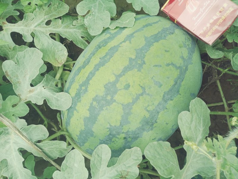 大田头茬8424.百臣西瓜，甜王