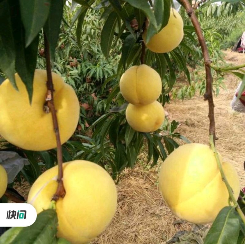 黄桃树苗，黄金密四号，黄金密1号，保质量产地直销
