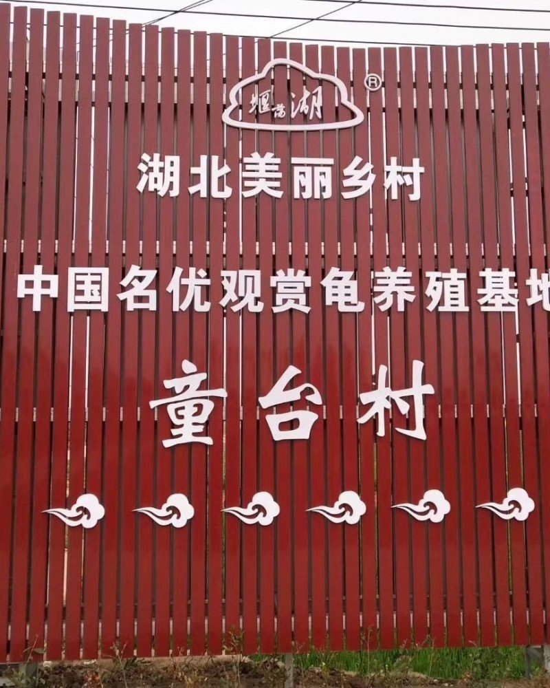 观赏龟虎纹巨头剃刀麝香果核龟