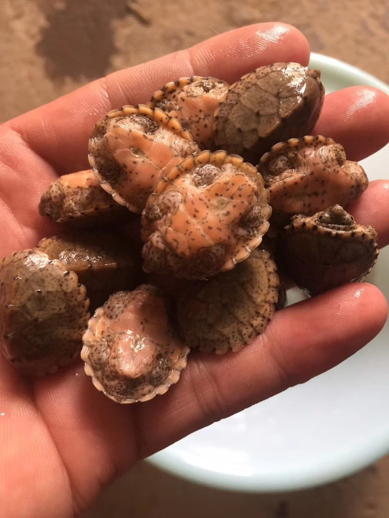 观赏龟虎纹巨头剃刀麝香果核龟