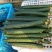 黄瓜25公分以上鲜花带刺