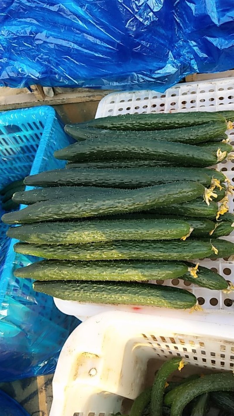 黄瓜25公分以上鲜花带刺