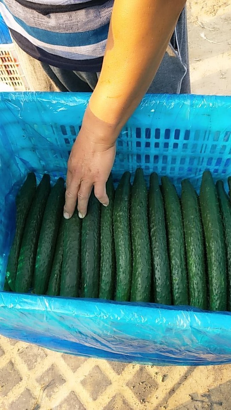 黄瓜25公分以上鲜花带刺