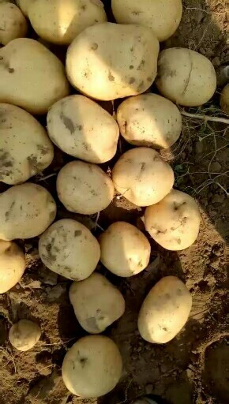 土豆中暑5河北昌黎土豆大量上市供应全国各大市场超市