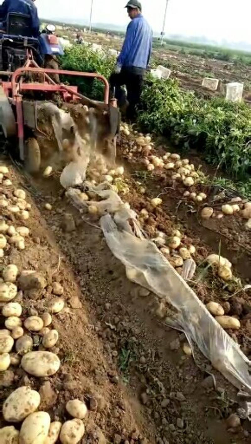 土豆中暑5河北昌黎土豆大量上市供应全国各大市场超市