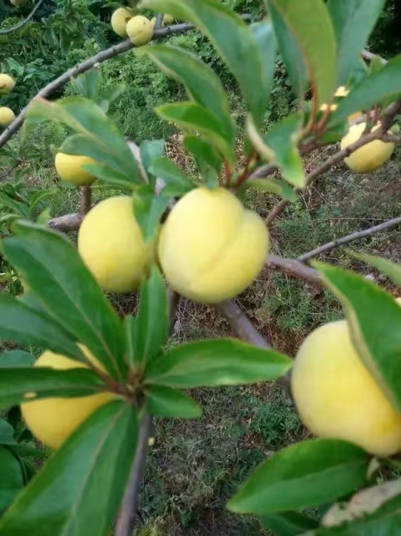 太行黄金李: