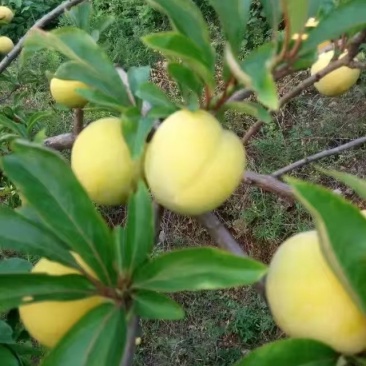 太行黄金李