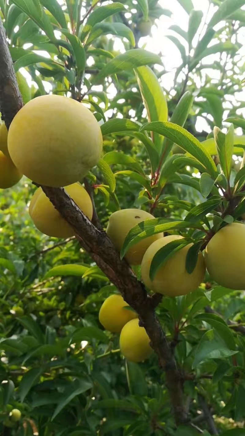 太行黄金李