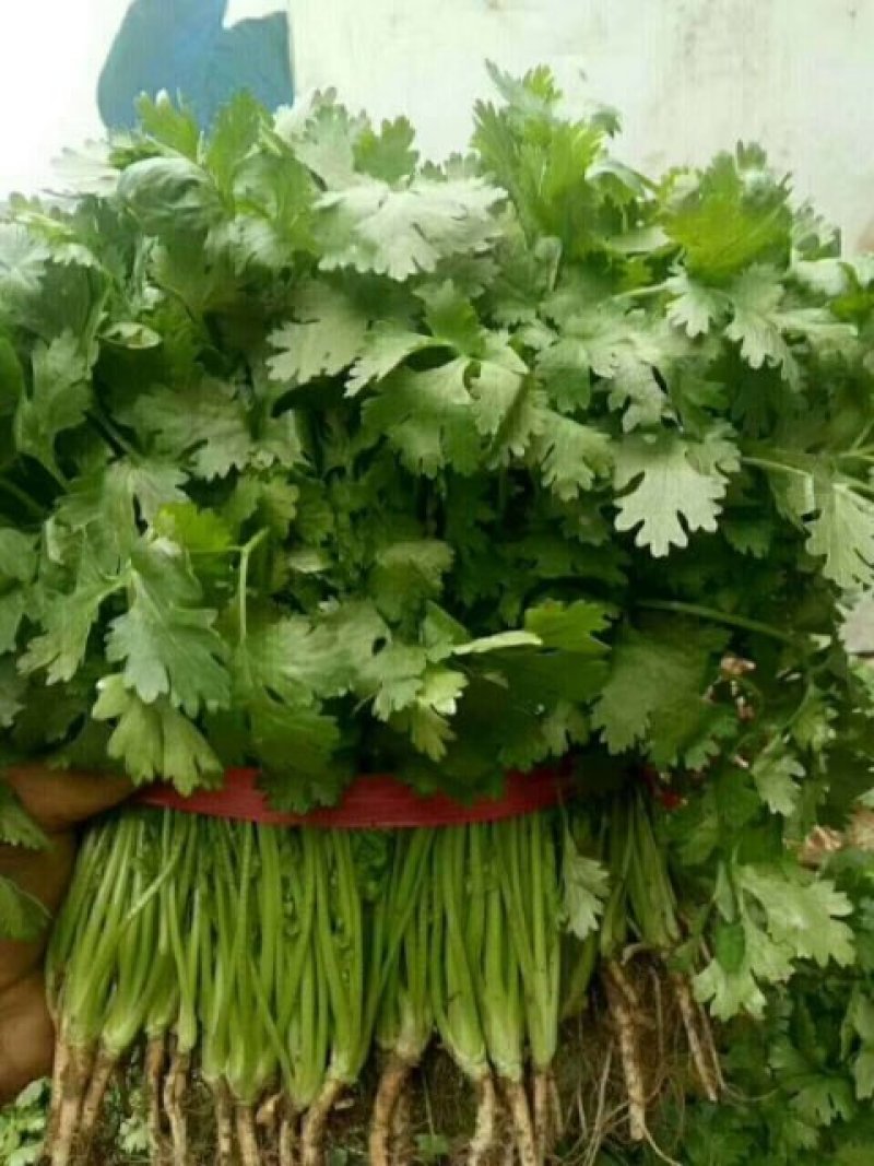 自家香菜有没有收的