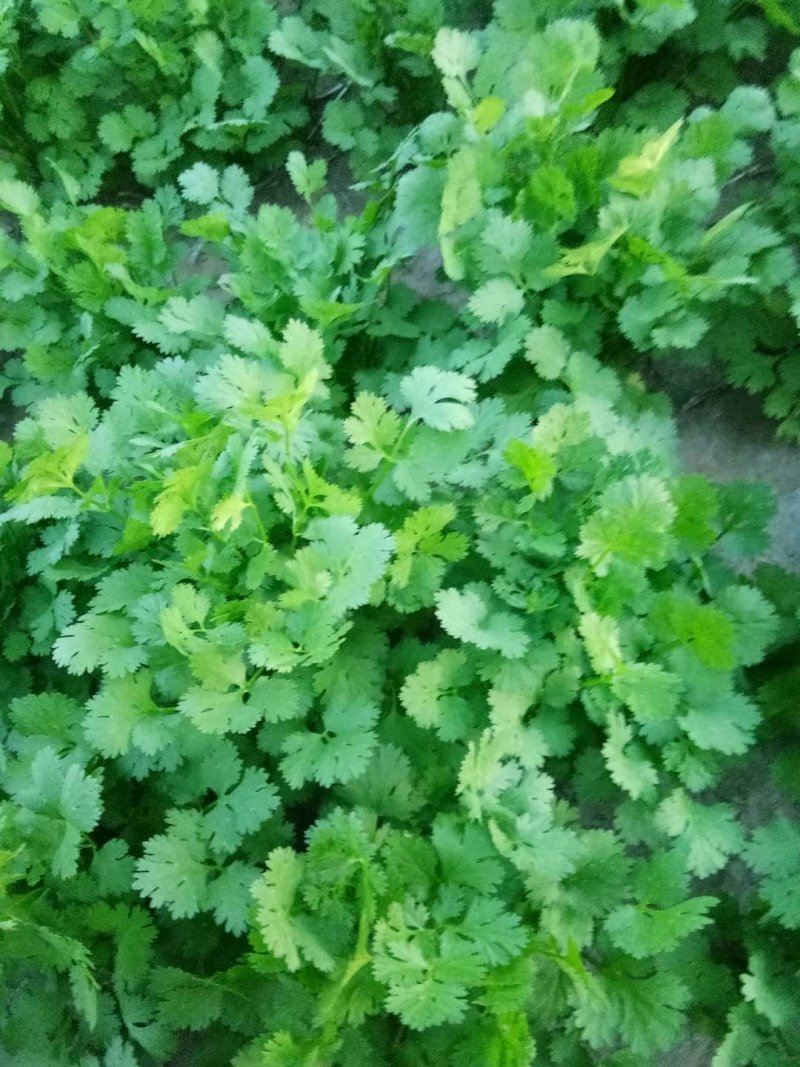 自家香菜有没有收的