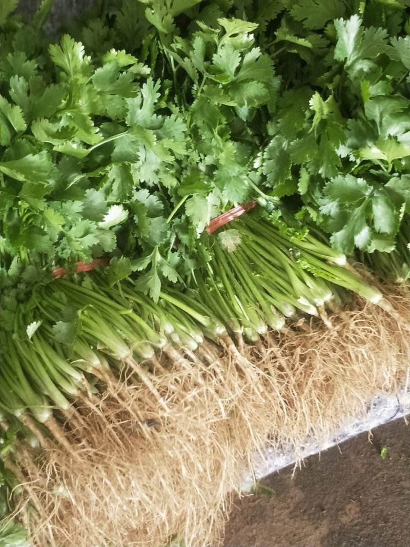 自家香菜有没有收的