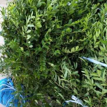 水蜡球，1米成1米，